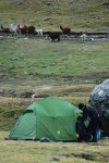 Jour 3: Les alpacas rentrent