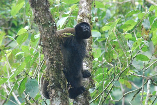 Singe laineux toujours