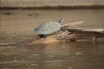 Tortue de rivière