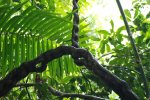 Echelles de singes