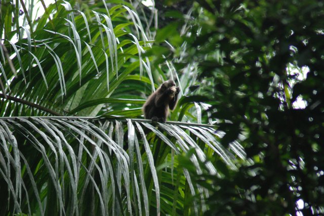 Singe capucin