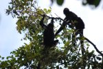 Singes araignées