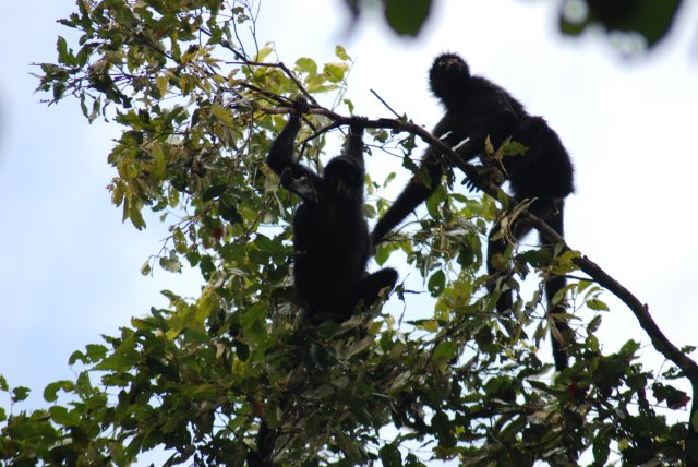Singes araignées