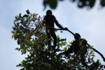 Singes araignées