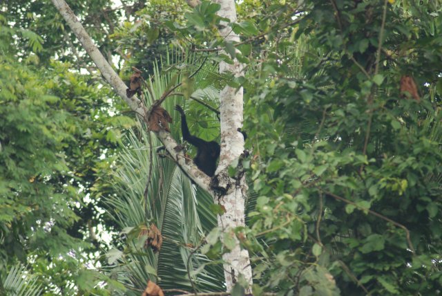 Autre singe araignée