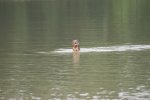 Loutres géantes (lobos de rio)