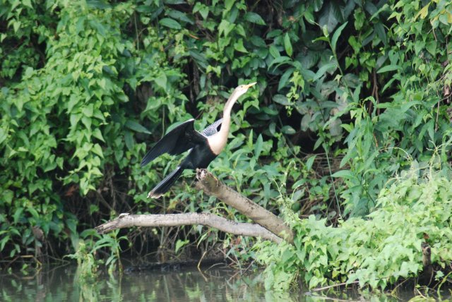 Oiseau serpent