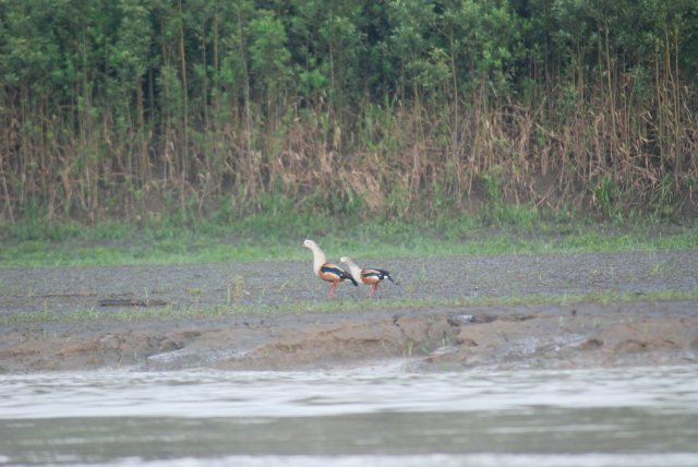 Oies de l'orinoco