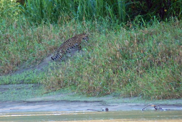 Le jaguar