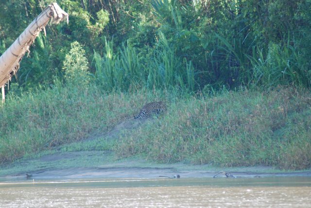 Le jaguar s'en va