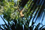 Singe laineux