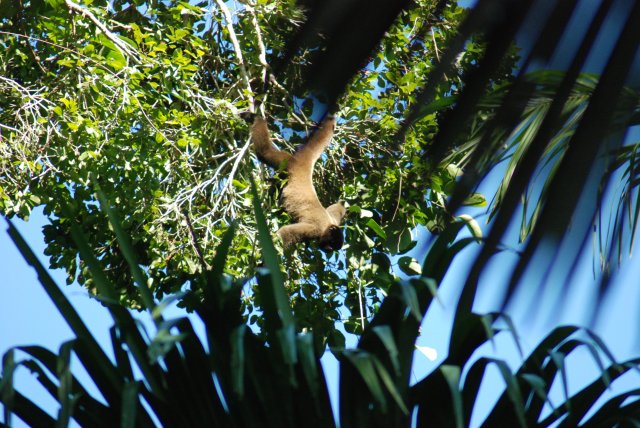 Singe laineux