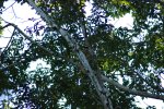 Singe capucin