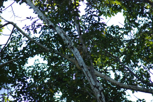 Singe capucin