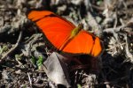 Papillon