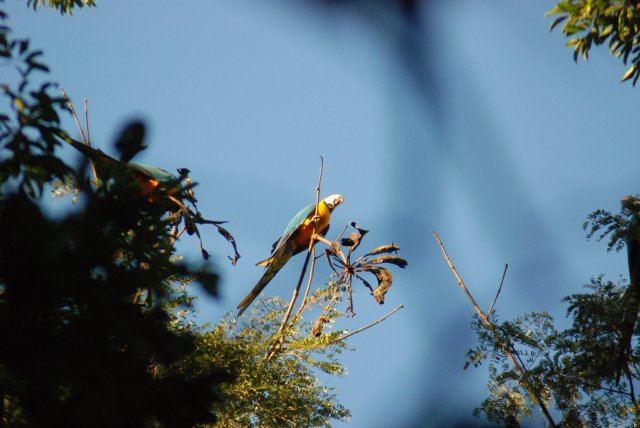 Aras bleu et jaune au coucher de soleil