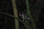 Raton de nuit