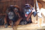 Amazon rescue center: Les deux singes hurleurs