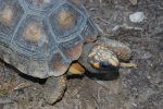 Amazon rescue center: tortue 