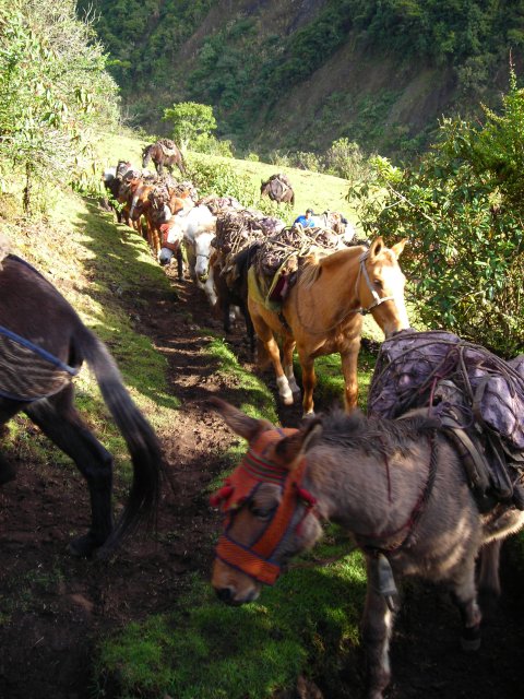Embouteillage de mules