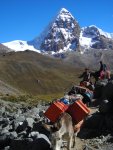 J5: Convoi de mules