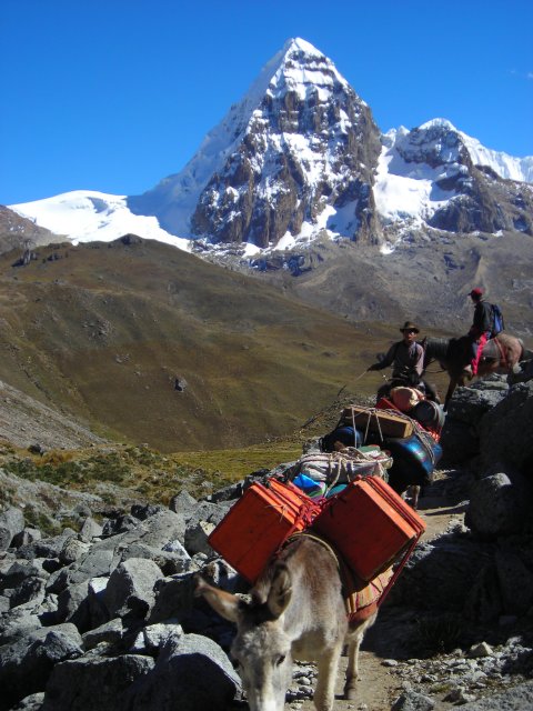 J5: Convoi de mules