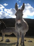 J5: Le chef des burros