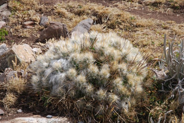 J8: A quatre mille huit, y'a des cactu-u-u-u-u-u-us