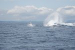 Suivez la vague