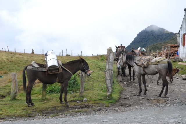 Chevaux laitiers
