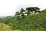 Finca cafetière