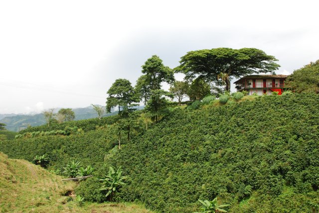 Finca cafetière