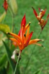 Fleurs tropicales