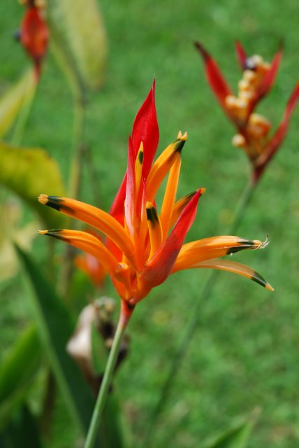 Fleurs tropicales