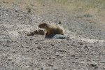 Les marmottes sont curieuses