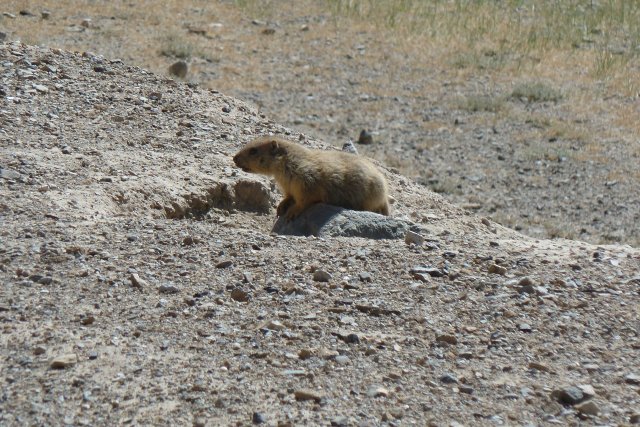 Les marmottes sont curieuses