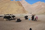 La traite des Yaks