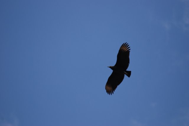 El Condor