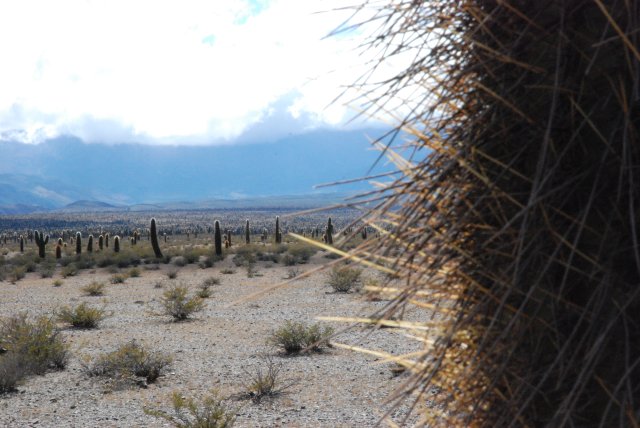 Parque Nacional Los Cardones